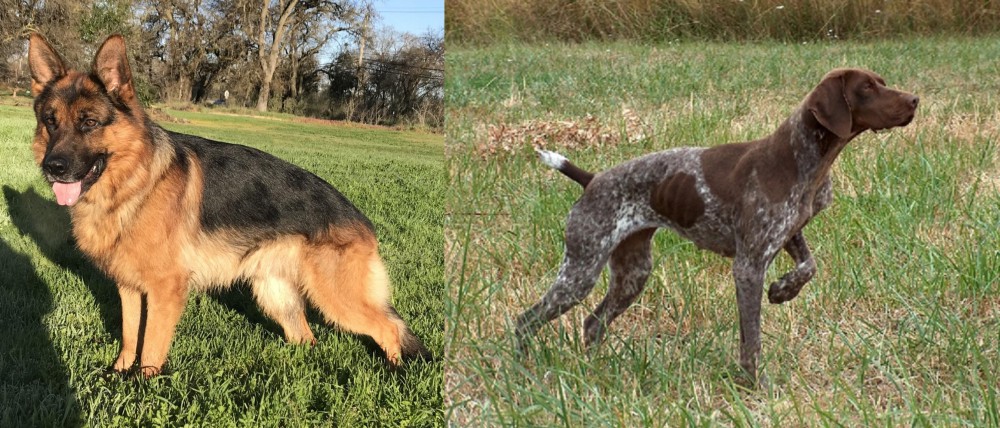 Braque Francais vs German Shepherd - Breed Comparison