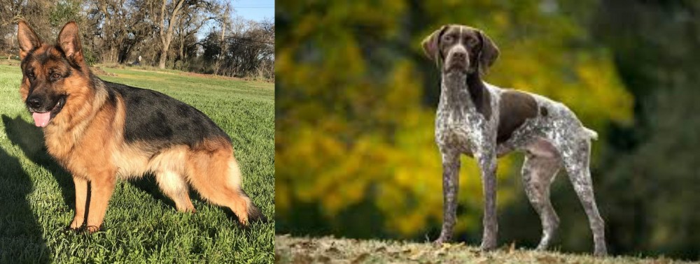 Braque Francais (Gascogne Type) vs German Shepherd - Breed Comparison