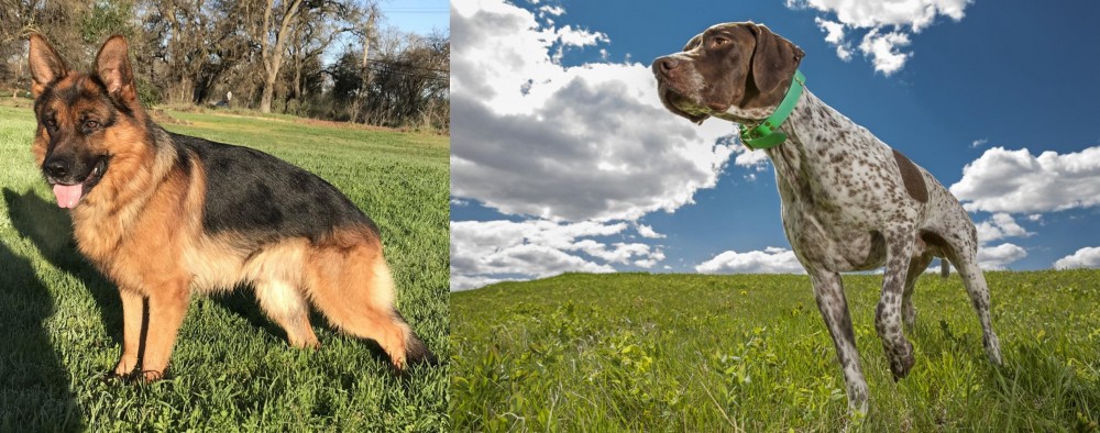 Braque Francais (Pyrenean Type) vs German Shepherd - Breed Comparison