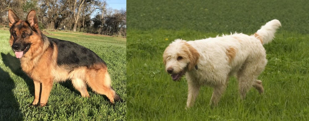 Briquet Griffon Vendeen vs German Shepherd - Breed Comparison