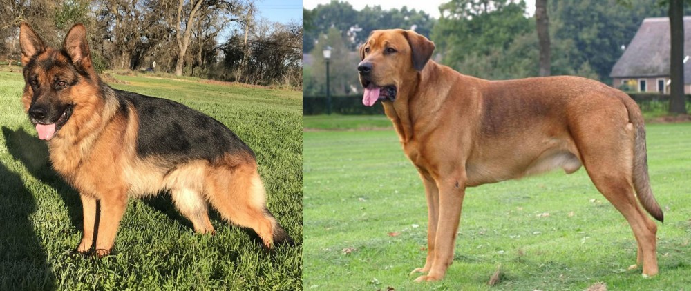 Broholmer vs German Shepherd - Breed Comparison
