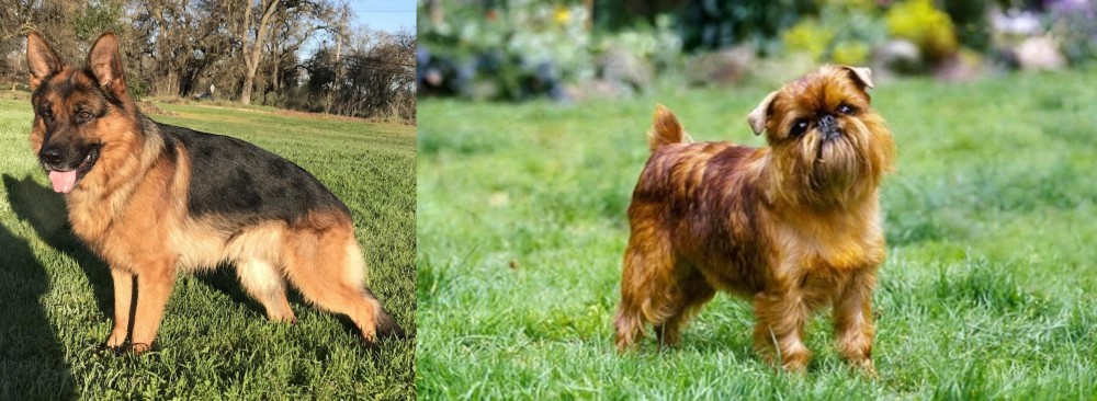 Brussels Griffon vs German Shepherd - Breed Comparison