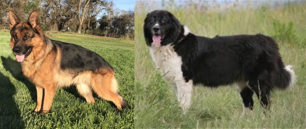 Bulgarian Shepherd vs German Shepherd - Breed Comparison