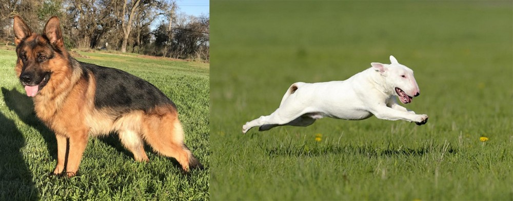 Bull Terrier vs German Shepherd - Breed Comparison