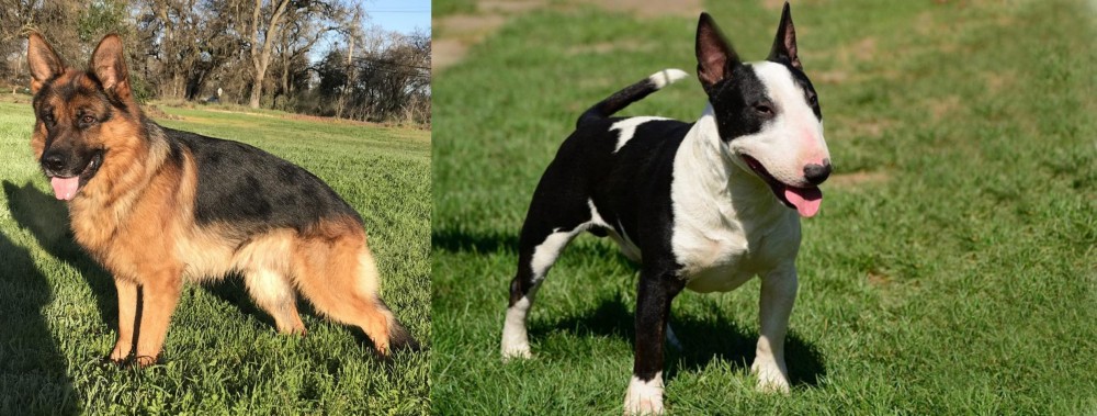 Bull Terrier Miniature vs German Shepherd - Breed Comparison