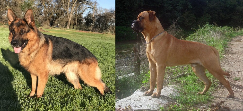 Bullmastiff vs German Shepherd - Breed Comparison