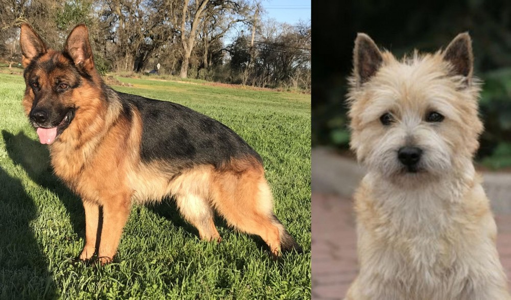 Cairn Terrier vs German Shepherd - Breed Comparison