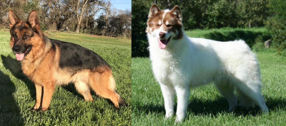 Canadian Eskimo Dog vs German Shepherd - Breed Comparison