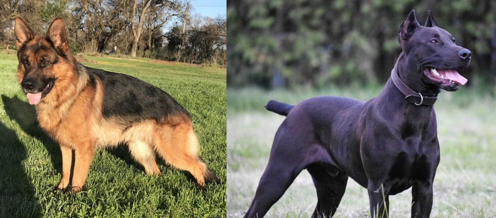 Canis Panther vs German Shepherd - Breed Comparison