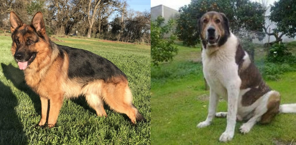 Cao de Gado Transmontano vs German Shepherd - Breed Comparison