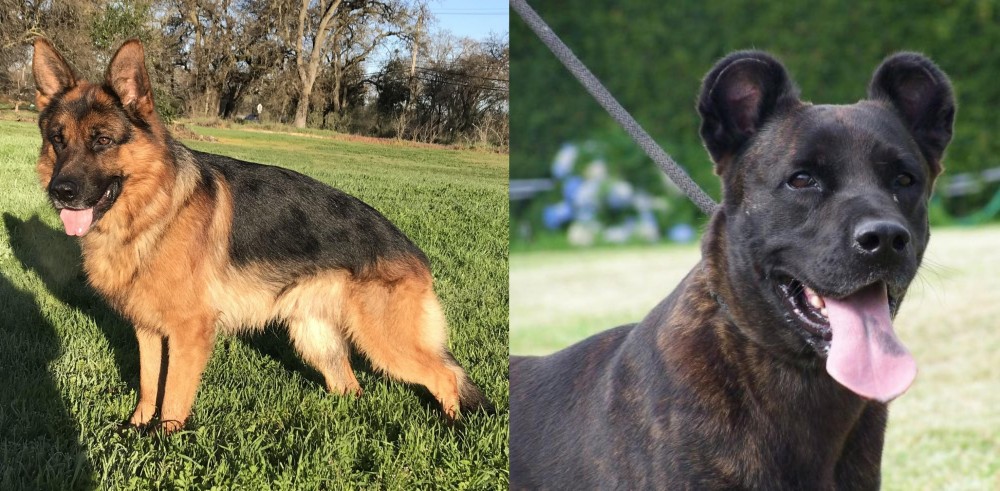 Cao Fila de Sao Miguel vs German Shepherd - Breed Comparison