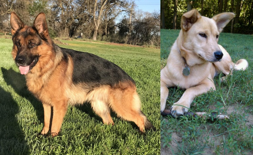 Carolina Dog vs German Shepherd - Breed Comparison