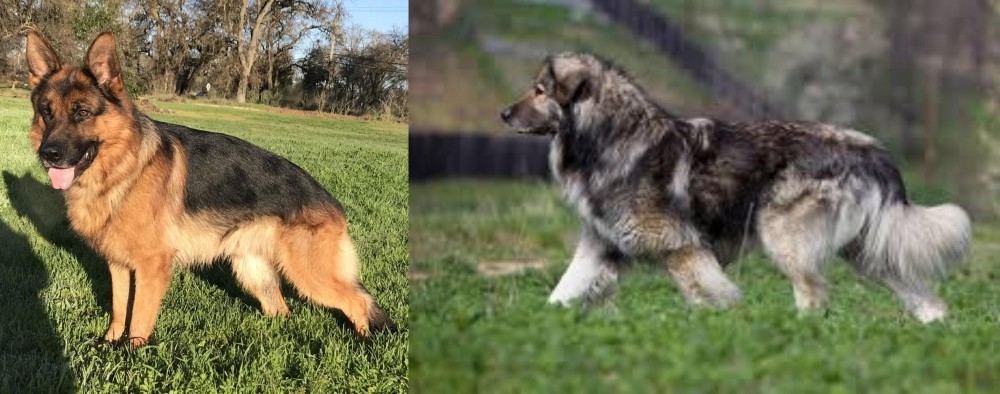 Carpatin vs German Shepherd - Breed Comparison
