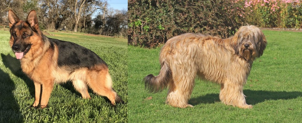 Catalan Sheepdog vs German Shepherd - Breed Comparison