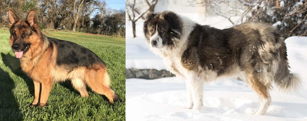 Caucasian Shepherd vs German Shepherd - Breed Comparison