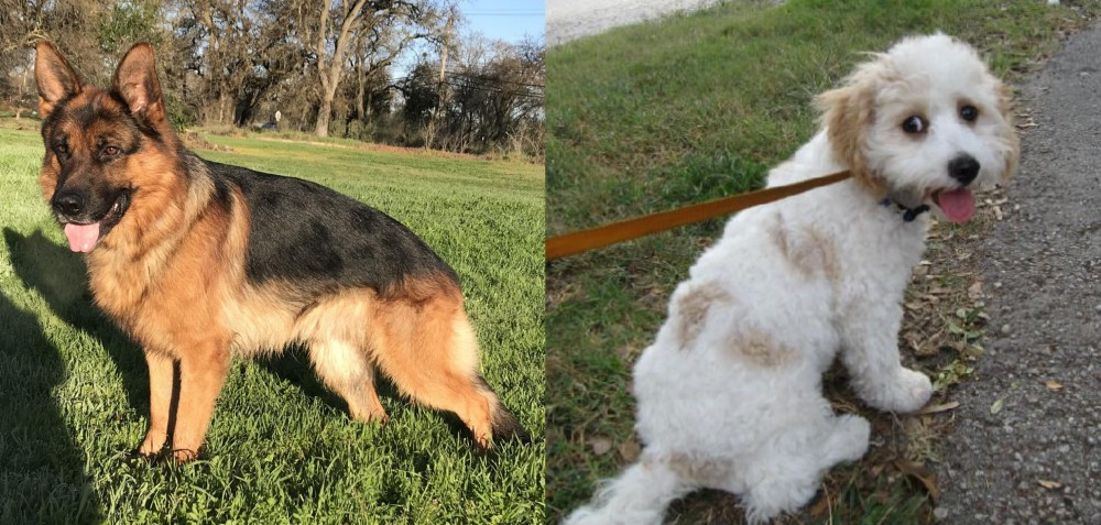 Cavachon vs German Shepherd - Breed Comparison