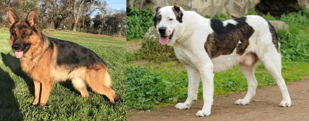 Central Asian Shepherd vs German Shepherd - Breed Comparison