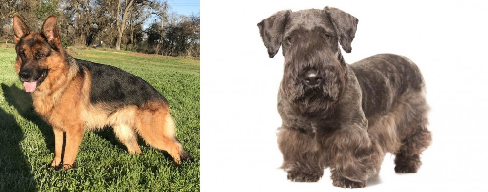 Cesky Terrier vs German Shepherd - Breed Comparison
