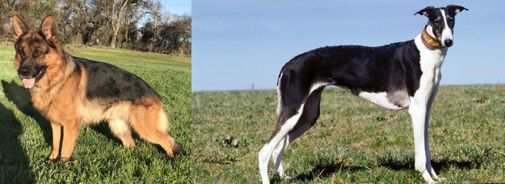 Chart Polski vs German Shepherd - Breed Comparison