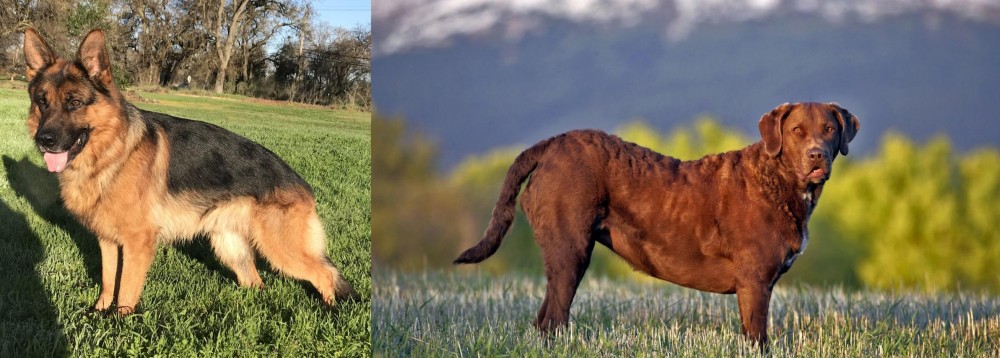 Chesapeake Bay Retriever vs German Shepherd - Breed Comparison