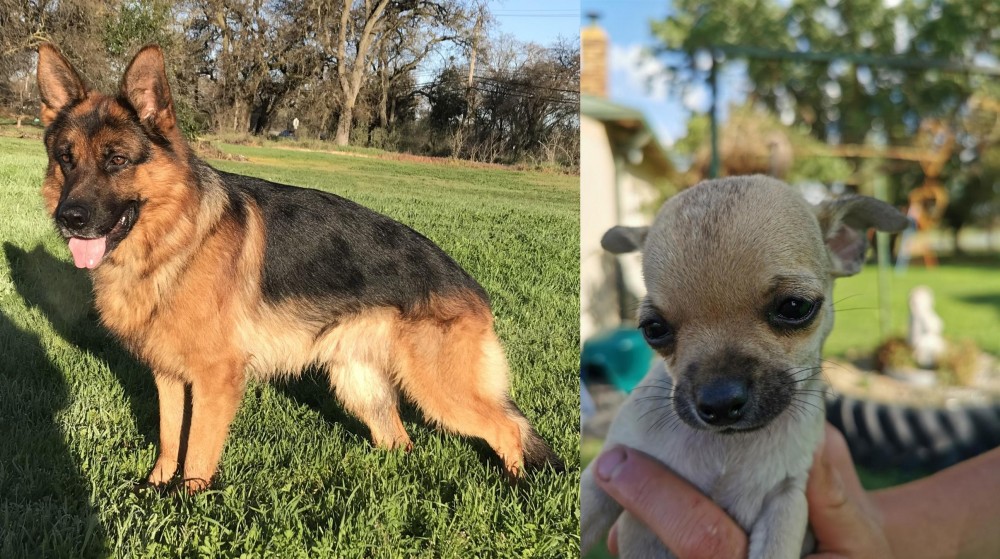 Chihuahua vs German Shepherd - Breed Comparison