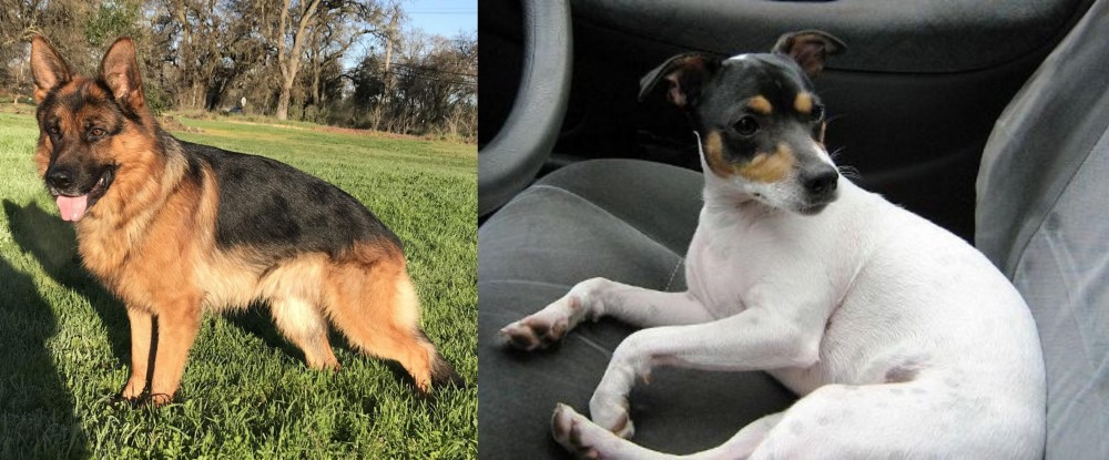 Chilean Fox Terrier vs German Shepherd - Breed Comparison