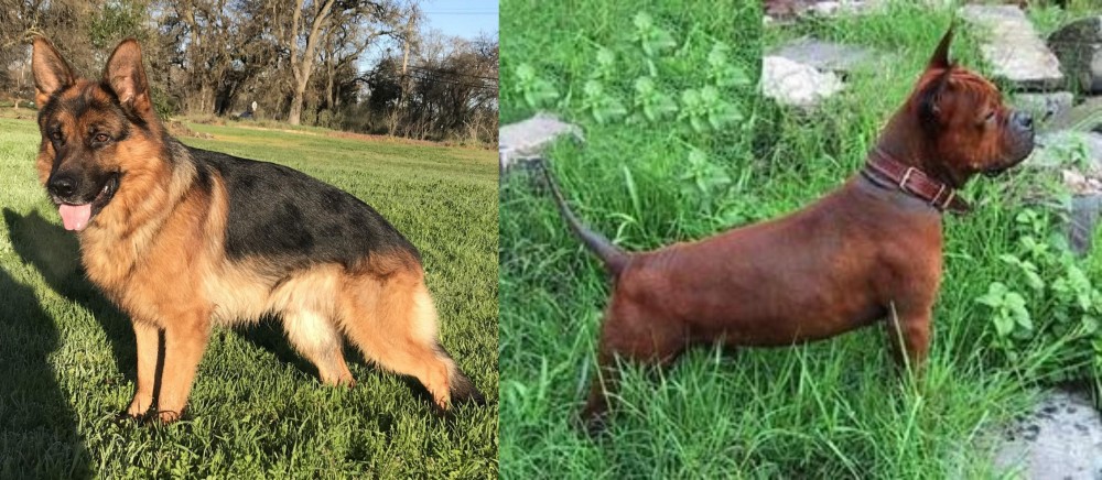 Chinese Chongqing Dog vs German Shepherd - Breed Comparison
