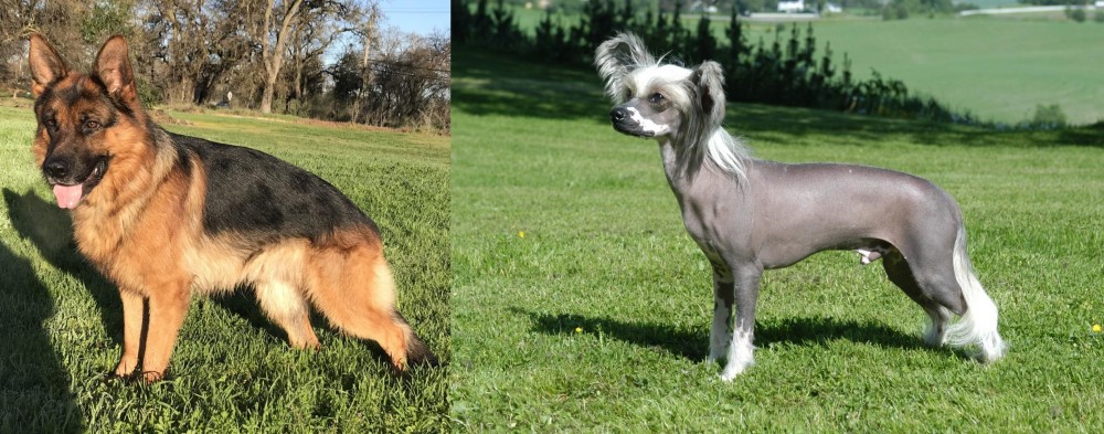 Chinese Crested Dog vs German Shepherd - Breed Comparison