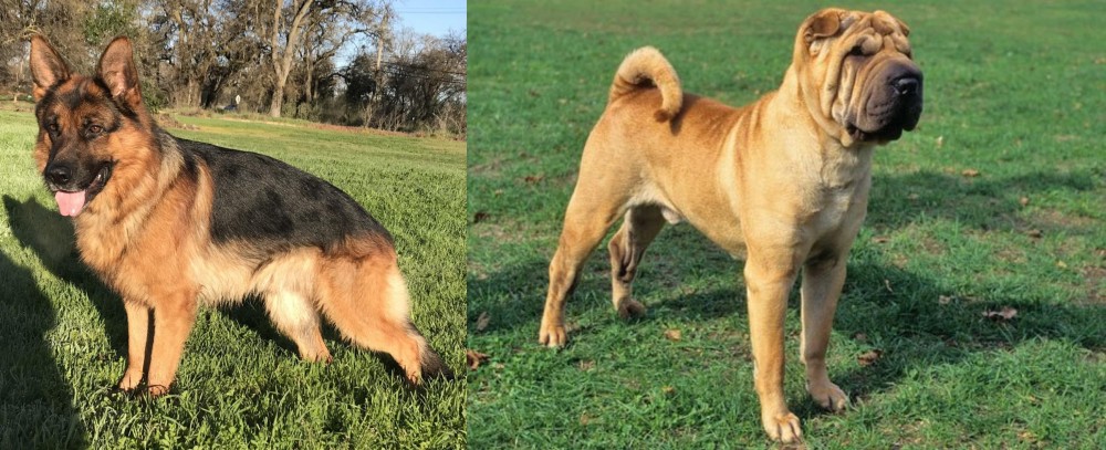 Chinese Shar Pei vs German Shepherd - Breed Comparison