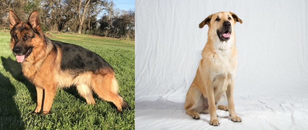 Chinook vs German Shepherd - Breed Comparison