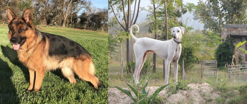 Chippiparai vs German Shepherd - Breed Comparison