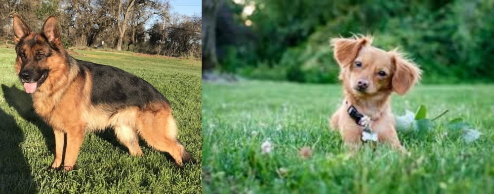 Chiweenie vs German Shepherd - Breed Comparison