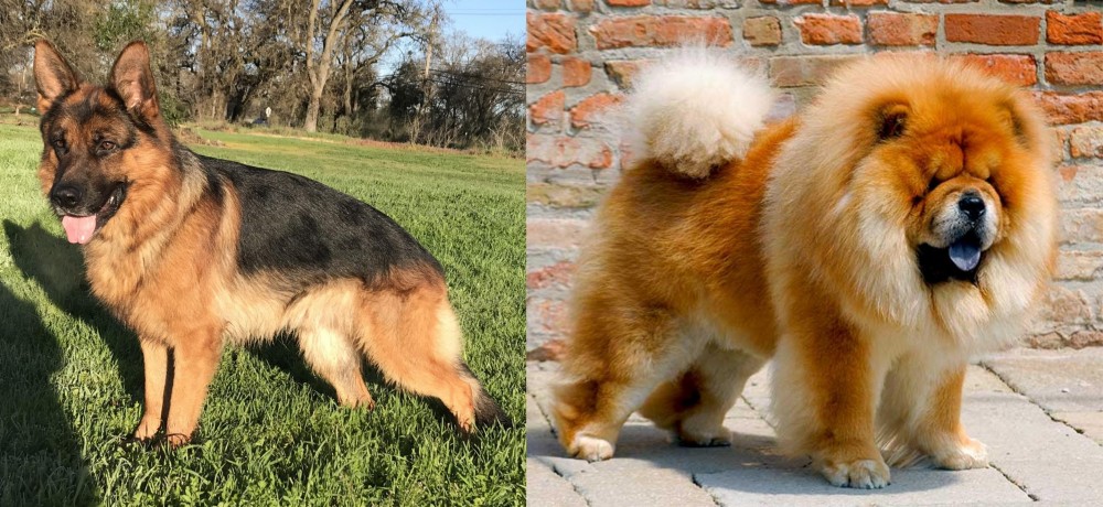 Chow Chow vs German Shepherd - Breed Comparison