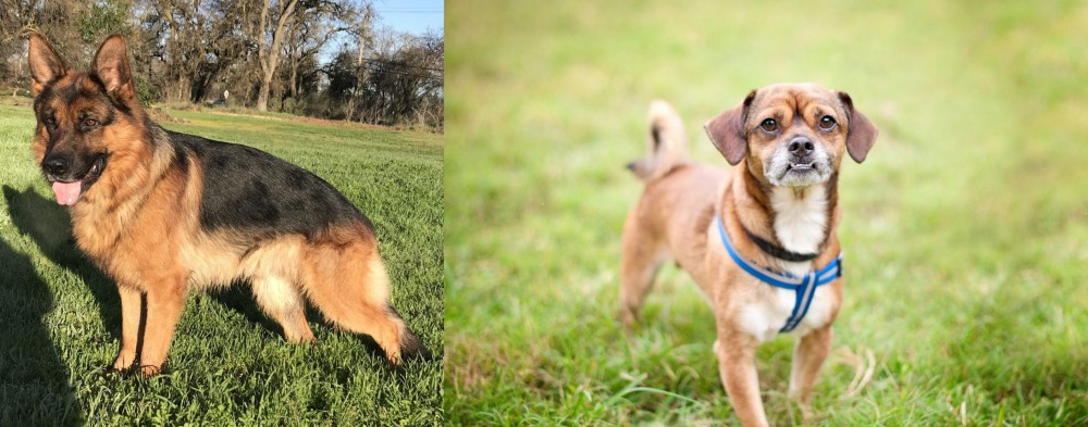 Chug vs German Shepherd - Breed Comparison