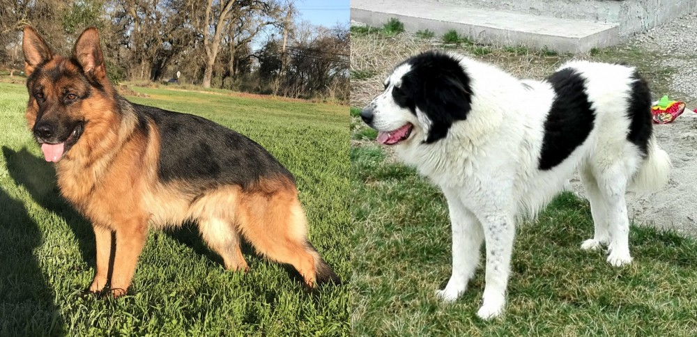 Ciobanesc de Bucovina vs German Shepherd - Breed Comparison