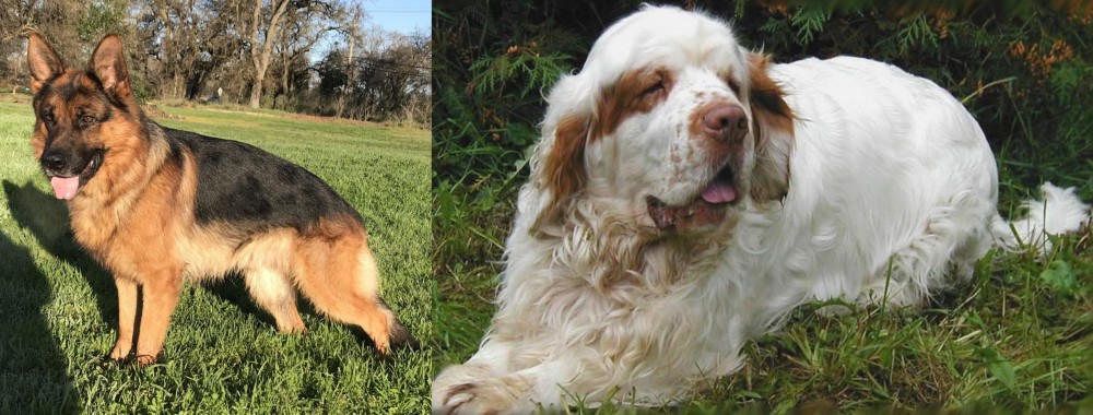 Clumber Spaniel vs German Shepherd - Breed Comparison