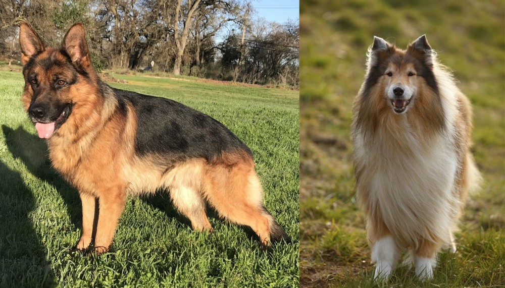 Collie vs German Shepherd - Breed Comparison