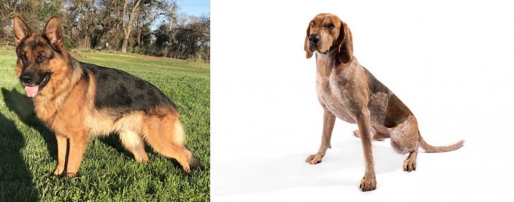 Coonhound vs German Shepherd - Breed Comparison