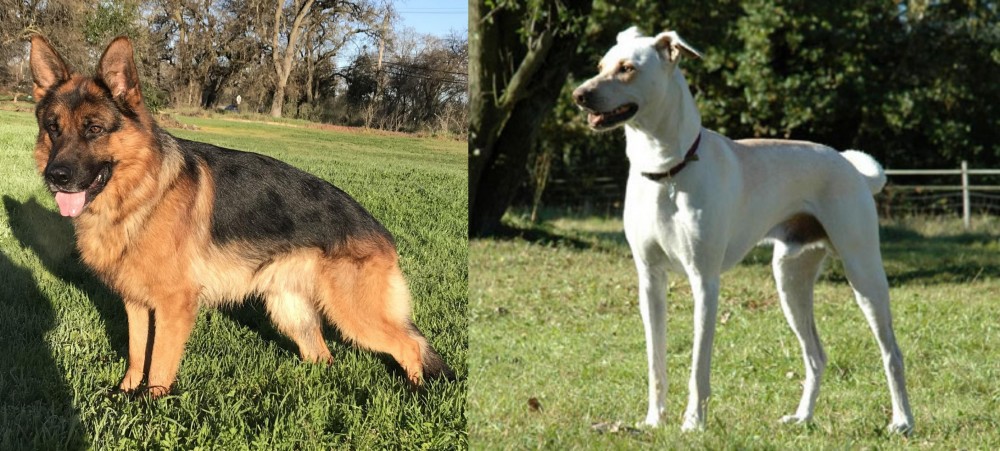 Cretan Hound vs German Shepherd - Breed Comparison