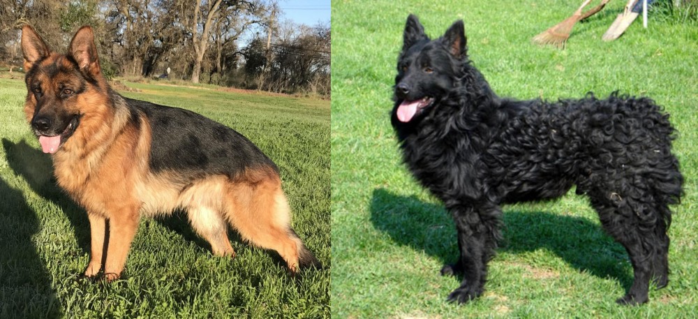 Croatian Sheepdog vs German Shepherd - Breed Comparison