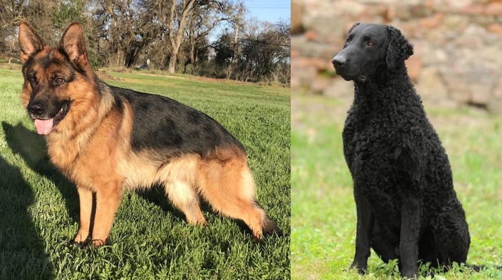 Curly Coated Retriever vs German Shepherd - Breed Comparison