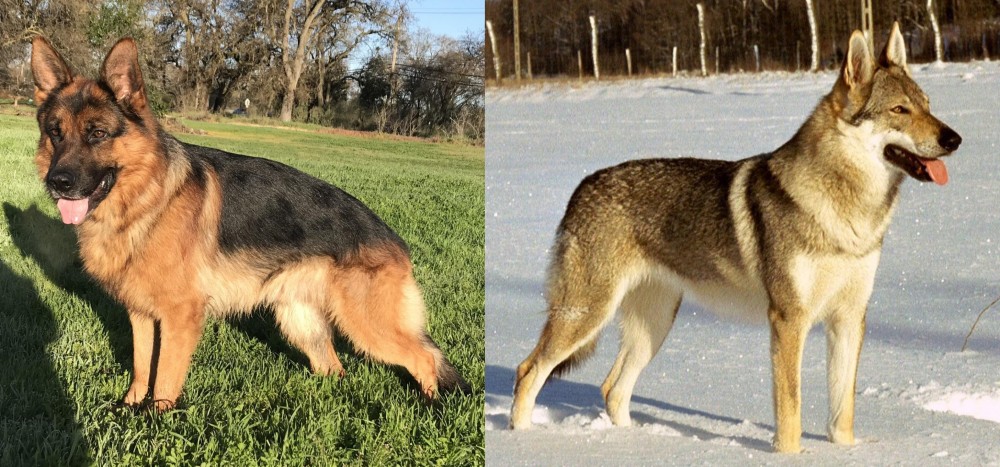 Czechoslovakian Wolfdog vs German Shepherd - Breed Comparison