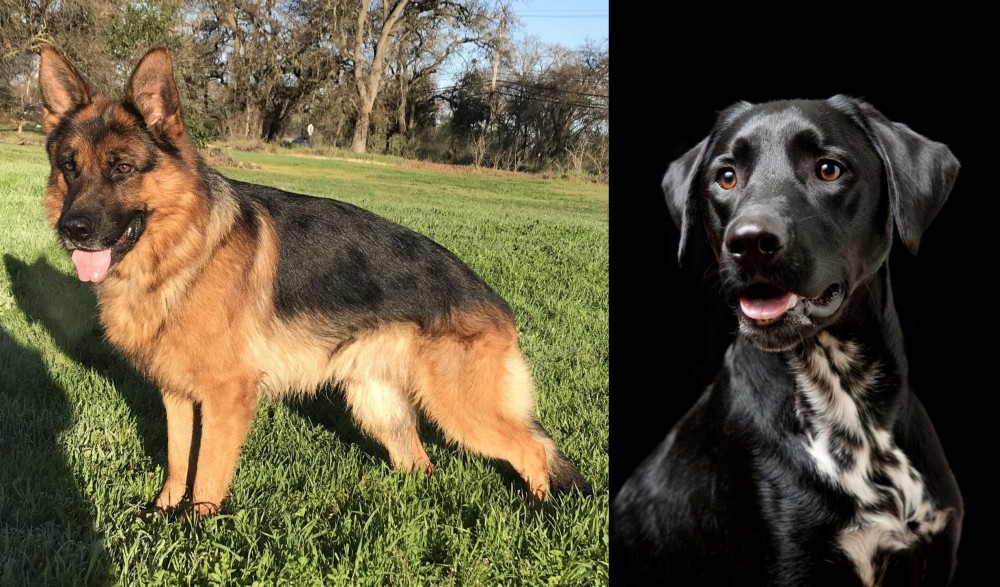 Dalmador vs German Shepherd - Breed Comparison