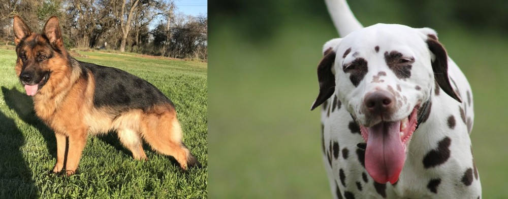 Dalmatian vs German Shepherd - Breed Comparison