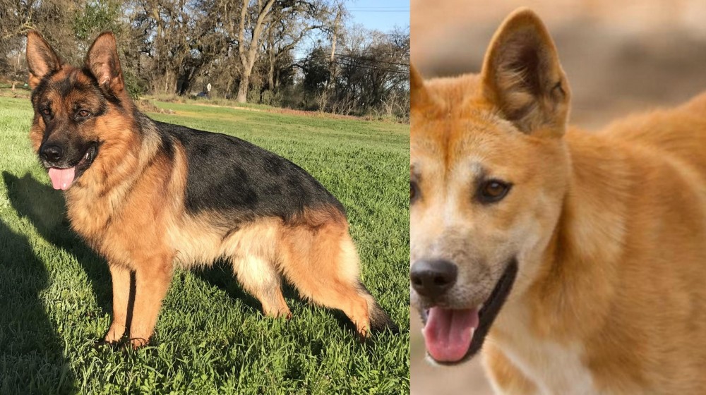Dingo vs German Shepherd - Breed Comparison