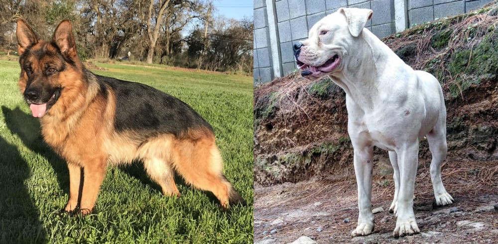 Dogo Guatemalteco vs German Shepherd - Breed Comparison