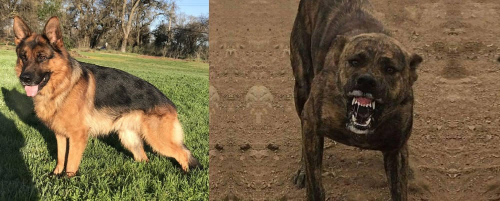 Dogo Sardesco vs German Shepherd - Breed Comparison