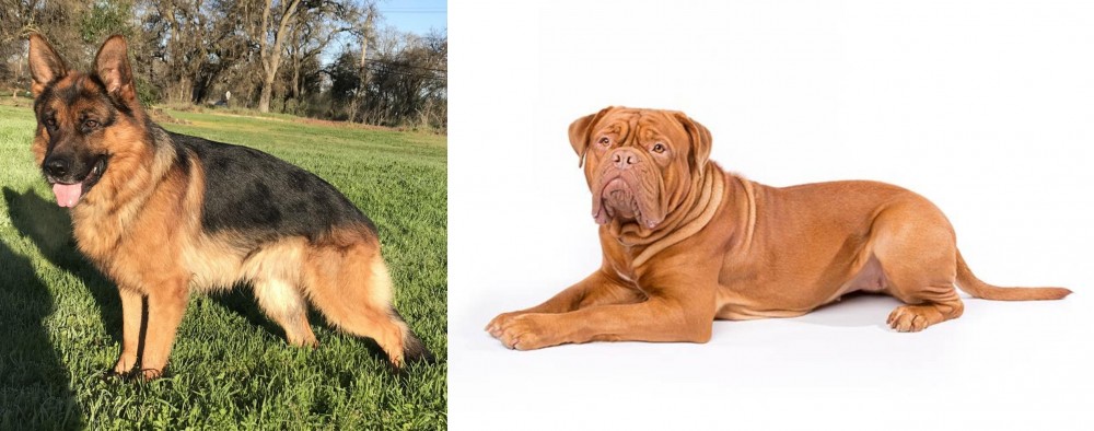 Dogue De Bordeaux vs German Shepherd - Breed Comparison