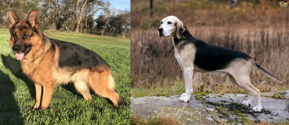 Dunker vs German Shepherd - Breed Comparison