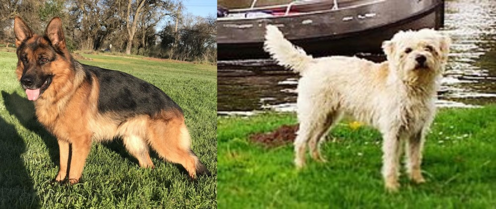 Dutch Smoushond vs German Shepherd - Breed Comparison